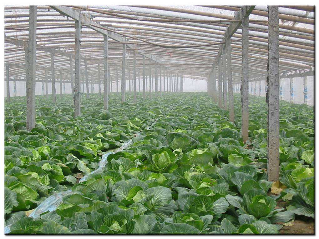 德瑞亞空壓機助力食品加工，節(jié)能無止盡